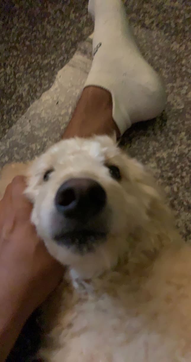 Layla, a fluffy white dog, looking up at the camera